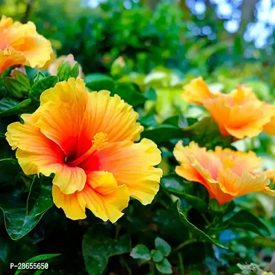 Platone Hibiscus Plant HIBISCUS YELLOW-thumb0