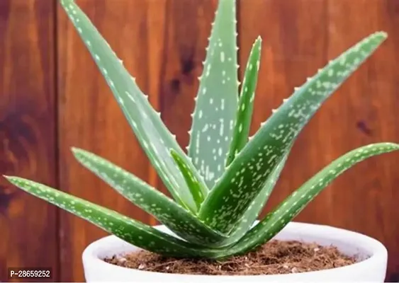 Platone Aloe Vera Plant Alovera Plant-A2-thumb0