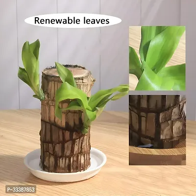 Brazil Bamboo Long Live Plant without Pot-thumb3