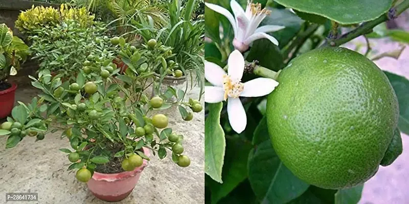 Platone Lemon Plant Sweet Mosambi Plant-thumb3