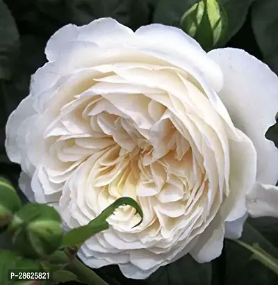 Platone Rose Plant Gardens Live English White Rose