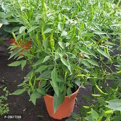 Platone MirchChilli Plant GSDLANTOJ_36