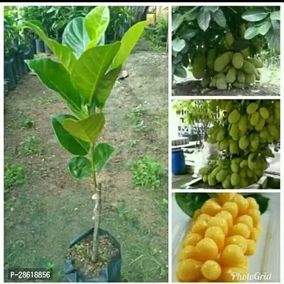 Platone Jack Fruit Plant Rare Jack FruitVietnam Mekong Delta 1 Year Fruiting Tasty Grafted Jackfruit 1 Live Plants