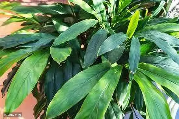 Platone ElaichiCardamom Plant ELAICHI PLANT BHU