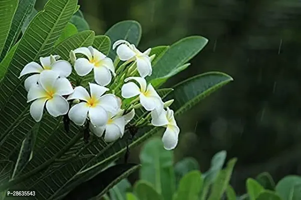 Platone Plumeria Plant HMPA40