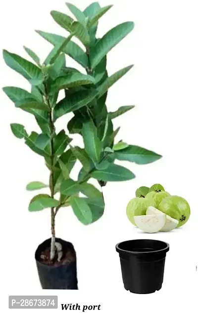 Platone Guava Plant Guava Plant