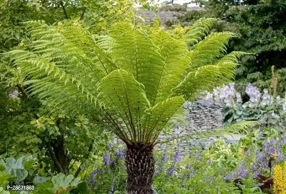 Platone Fern Plant Fern Plant