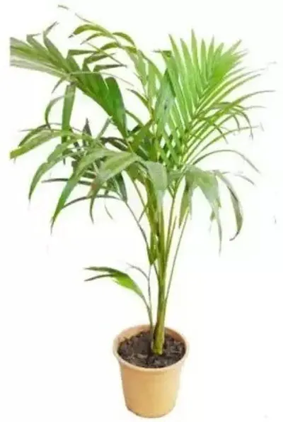 Hot Selling Plant & Planters 