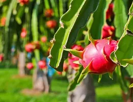 Platone Dragon Tree Red Dragon-thumb1