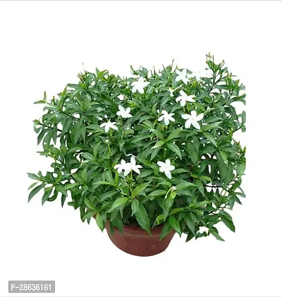 Platone Jasmine Plant BBN4- mini tagar live plant-thumb0