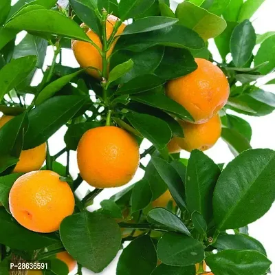 Platone Orange Plant HNM61