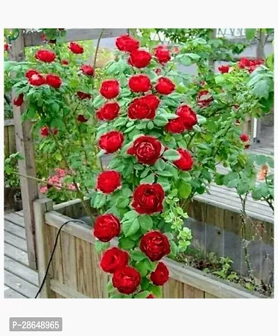 Platone Rose Plant Rare Grafted Dark Red Climbing Rose Perinnial Flower-thumb0