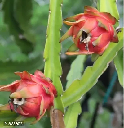 Platone Dragon Tree Hybrid Dragon fruit plant-thumb2