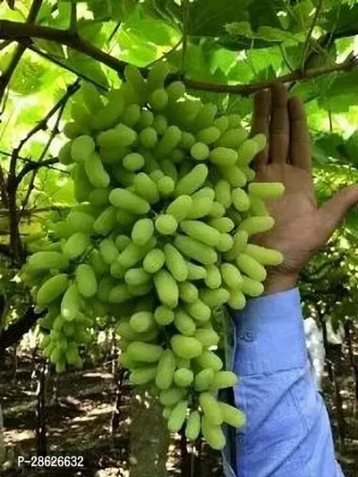 Platone Grape Plant 1 Pack - Green Seedless Sweet Grapes Plant Vine Cutted