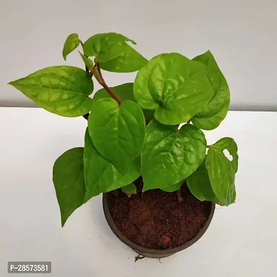 Platone Betal Leaf Plant Paan Plant