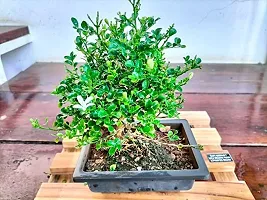 Platone Madhu Kamini Plant Madhukamini flower Bonsai with Decorative Tray | Out Door Real Bonsai Live Plants-thumb1