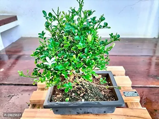 Platone Madhu Kamini Plant Madhukamini flower Bonsai with Decorative Tray | Out Door Real Bonsai Live Plants-thumb2