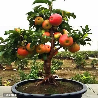 Platone Ficus Bonsai Plant Hybrid Grafted Candy Crisp Kashmiri Apple Plant Live Fruit Tree Bonsai for Container Outdoor Garden