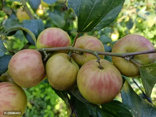 Platone Apple Plant Red apple ber for home garden