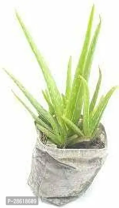 Platone Aloe Vera Plant Aloe Vera Plant 004