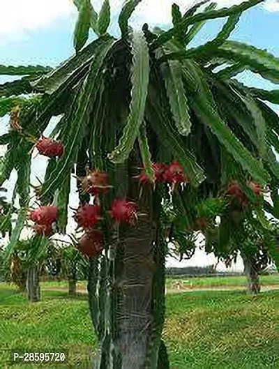 Platone Dragon Tree DRAGON PLANT 10