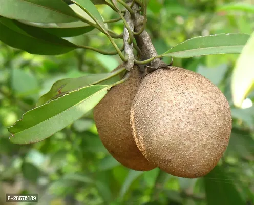 Platone Chiku Plant chiku plant