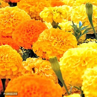 Platone Marigold Plant KNAG35-thumb0