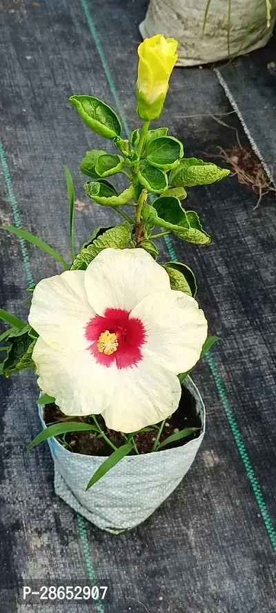 Platone Hibiscus Plant Hibiscus plant 00