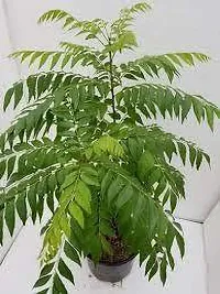 Platone Curry Leaf Plant Curry Leaf Plant Kari Patta-thumb1