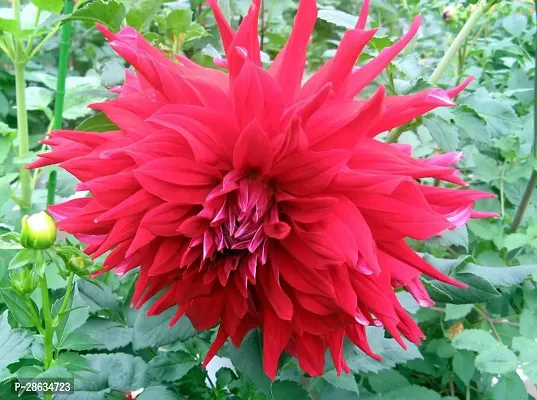 Platone Chrysanthemums Guldavari Plant Dahlia-08_Plant-thumb0