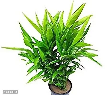 Platone Indian jalap Plant Jal baharsukh-Shanti lucky Plant-thumb0