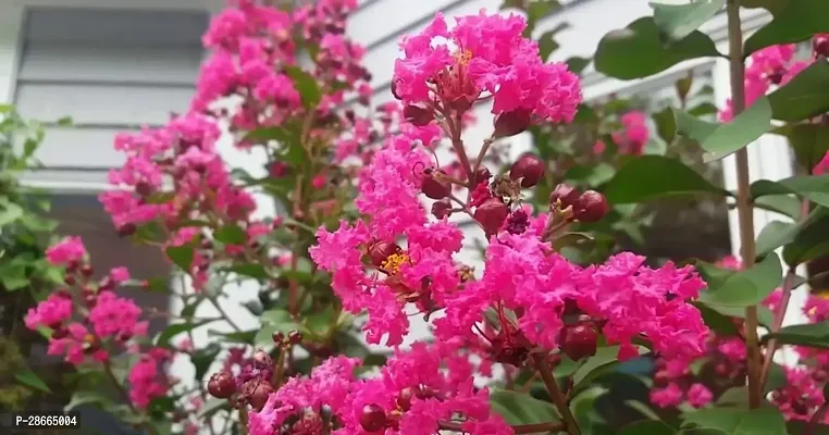 Platone Oleander Plant Pink Lagerstroemiapurush flowerlagerstroemia speciosapride of India Queen Crape Myrtle flower plant-thumb0