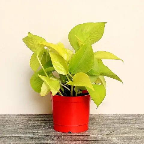 Limited Stock!! Plant & Planters 