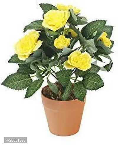 Platone Rose Plant Rose28-thumb0