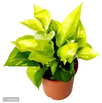 Platone Golden Money Plant Golden Money Plant (Pack of 1)-thumb0