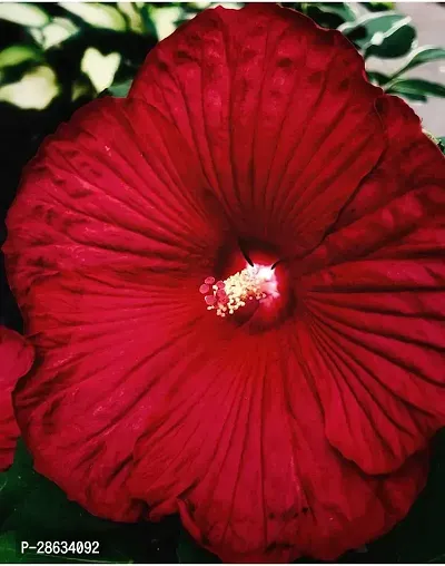 Platone Hibiscus Plant Mate Red HibiscusShining Hibiscus