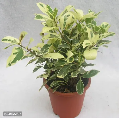 Platone Ficus Plant ficus mix