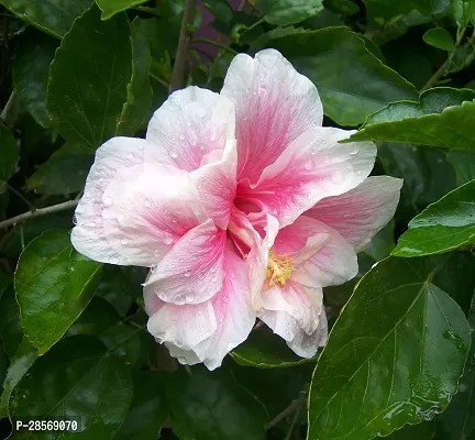 Platone Hibiscus Plant Pink Hibiscus Double Petals (velbet Touch)