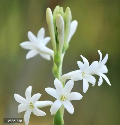 Platone TuberoseRajnigandha Plant maxicon tuberose plant