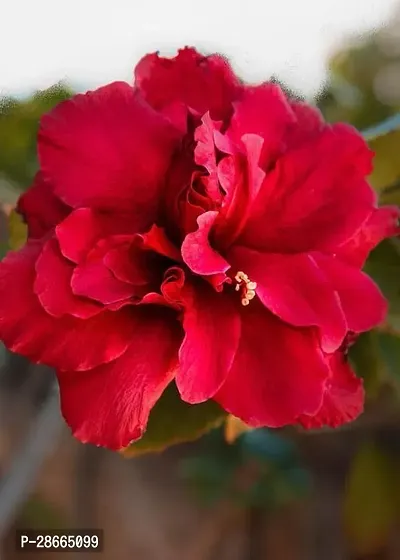 Platone Hibiscus Plant Hibiscus Red Plant CF0551