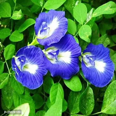 Platone Aparajita Butterfly Pea Plant PRAJIT6-thumb0