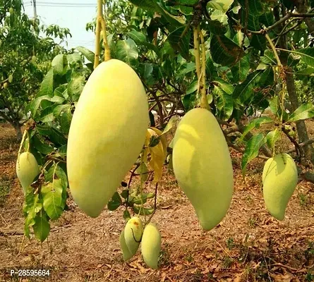 Platone Mango Plant Thai Exotic Hybrid Mango Plant. v3