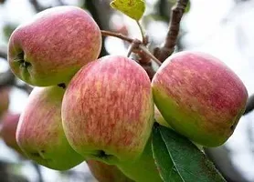 Platone Apple Plant ANNA GRAFTED APPLE PLANT- Live Apple plant for Hot Climate Hot Weather- Apple Plant for all Season-From Shimla-Himachal Pradesh (Anna Apple Plant)-thumb2