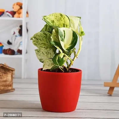 Platone Acanthocerous Tetragonous Mons Variegated Fairy Castle Plant Money Plant Marble Queen - Plant-thumb0