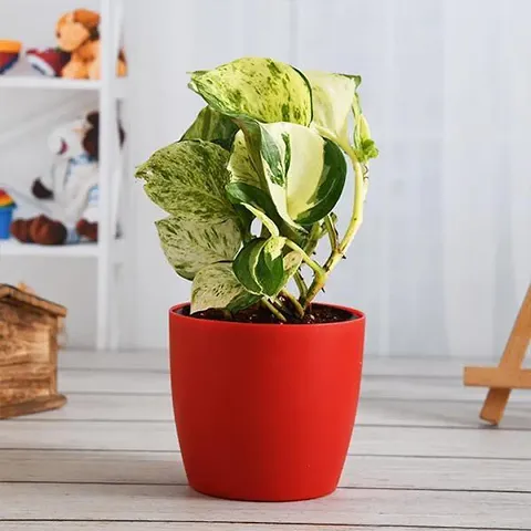 Trendy Plant & Planters 