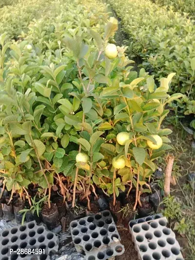 Platone Guava Plant VNR GAUVA