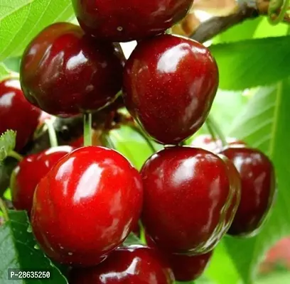 Platone Cherry Fruit Plant Gardens Live Plant Wi Cherry Dwarf Sweet Fruit Barbados 1 Garden Plant(1 Healthy Live Plant)