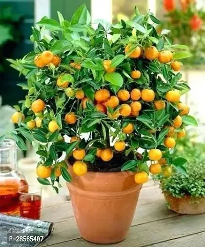 Platone Lemon Plant HVLIVE_850