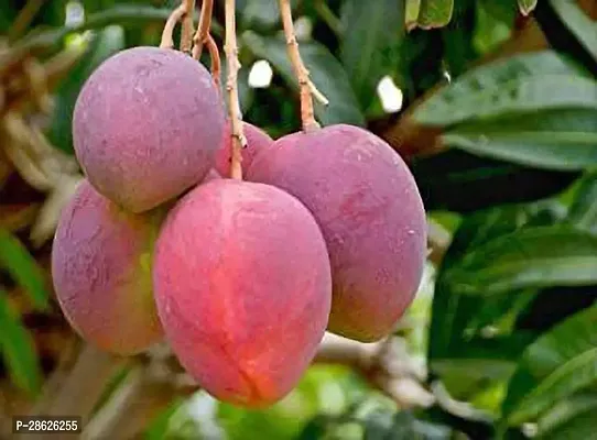 Platone Mango Plant Gulab Khaas Mango-01-thumb0