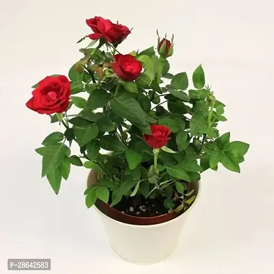 Platone Rose Plant Red_Rose_05_Plant